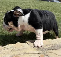 GIGi, a female English Bulldog for sale in Fort Worth, TX – 3 of 8