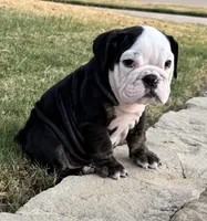 Panda, a male English Bulldog for sale in Fort Worth, TX – 10 of 10