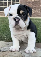 Marley, a male English Bulldog for sale in Fort Worth, TX – 5 of 9