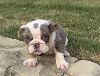Sweetie , a female English Bulldog for sale in Fort Worth, TX – 4 of 10