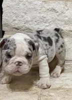 Chase, a male English Bulldog for sale in Fort Worth, TX – 5 of 6