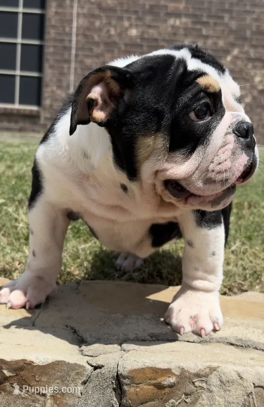 GIGi – English Bulldog puppy for sale in Fort Worth, TX