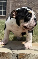 GIGi, a female English Bulldog for sale in Fort Worth, TX – 1 of 8