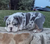Chloe , a female English Bulldog for sale in Fort Worth, TX – 6 of 10