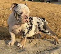 CupCake, a female English Bulldog for sale in Fort Worth, TX – 4 of 5