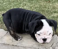 Panda, a male English Bulldog for sale in Fort Worth, TX – 3 of 10