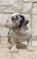 Chase, a male English Bulldog for sale in Fort Worth, TX – 6 of 6