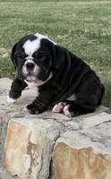 Bear, a male English Bulldog for sale in Fort Worth, TX – 8 of 10