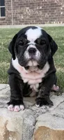 Bear, a male English Bulldog for sale in Fort Worth, TX – 10 of 10