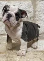 Yoda, a male English Bulldog for sale in Fort Worth, TX – 7 of 10