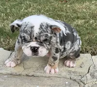 Royalty “Blu Eyes”, a female English Bulldog for sale in Fort Worth, TX – 4 of 10