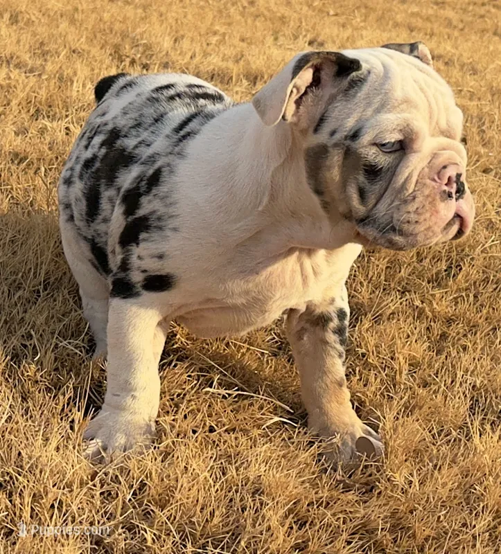 CupCake – English Bulldog puppy for sale in Fort Worth, TX