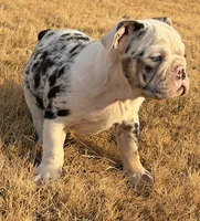 CupCake, a female English Bulldog for sale in Fort Worth, TX – 1 of 5