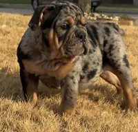 Logan “LoLo”, a female English Bulldog for sale in Fort Worth, TX – 2 of 5
