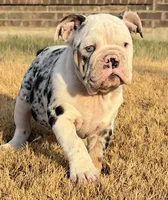 CupCake, a female English Bulldog for sale in Fort Worth, TX – 2 of 5