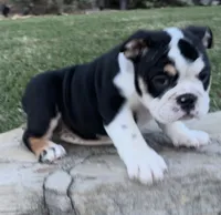 GiGi, a female English Bulldog for sale in Fort Worth, TX – 6 of 8