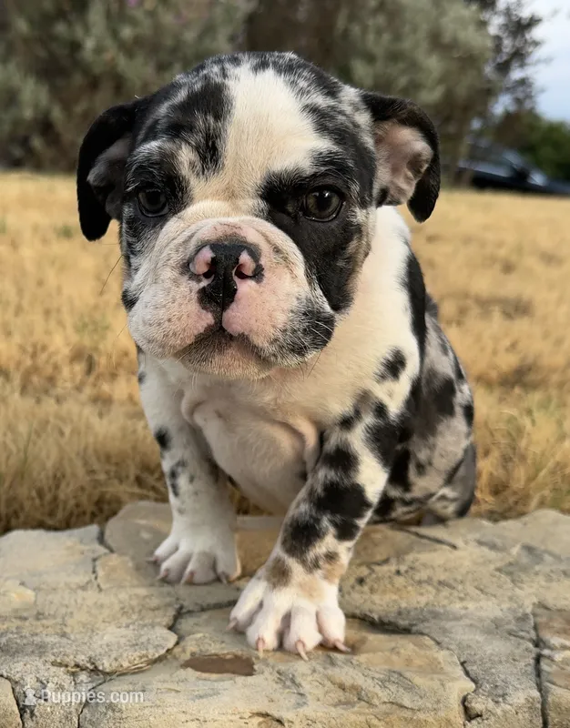 Waffles – English Bulldog puppy for sale in Fort Worth, TX
