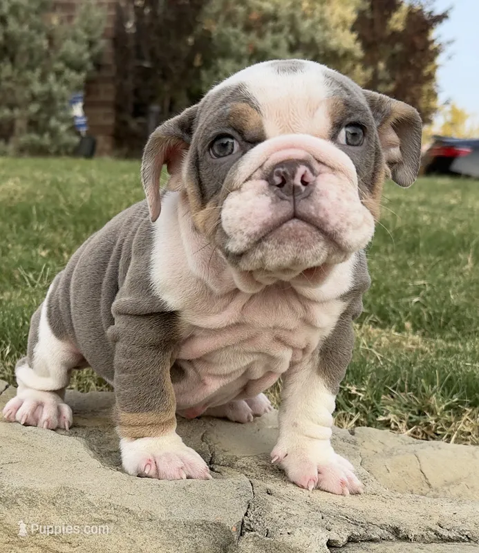 Sweetie  – English Bulldog puppy for sale in Fort Worth, TX