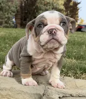 Sweetie , a female English Bulldog for sale in Fort Worth, TX – 1 of 10