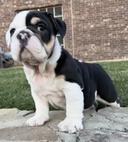Marley, a male English Bulldog for sale in Fort Worth, TX – 4 of 9