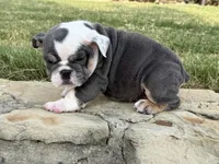 Muffin “Blu Berry “, a female English Bulldog for sale in Fort Worth, TX – 9 of 10