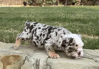 Trixx, a female English Bulldog for sale in Fort Worth, TX – 8 of 10