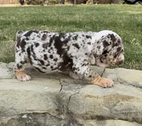 Trixx, a female English Bulldog for sale in Fort Worth, TX – 3 of 10