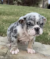 Royalty “Blu Eyes”, a female English Bulldog for sale in Fort Worth, TX – 3 of 10