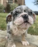 Royalty “Blu Eyes”, a female English Bulldog for sale in Fort Worth, TX – 7 of 10