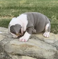 Sweetie , a female English Bulldog for sale in Fort Worth, TX – 9 of 10