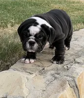 Bear, a male English Bulldog for sale in Fort Worth, TX – 6 of 10