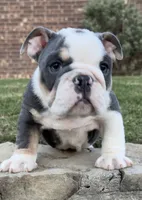Yoda, a male English Bulldog for sale in Fort Worth, TX – 4 of 10