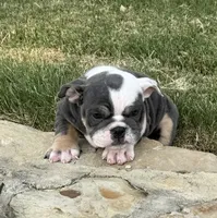 Muffin “Blu Berry “, a female English Bulldog for sale in Fort Worth, TX – 2 of 10
