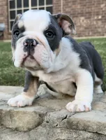 Yoda, a male English Bulldog for sale in Fort Worth, TX – 5 of 10