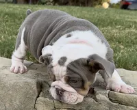 Sweetie , a female English Bulldog for sale in Fort Worth, TX – 8 of 10