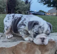 Chloe , a female English Bulldog for sale in Fort Worth, TX – 4 of 10