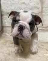 Yoda, a male English Bulldog for sale in Fort Worth, TX – 10 of 10