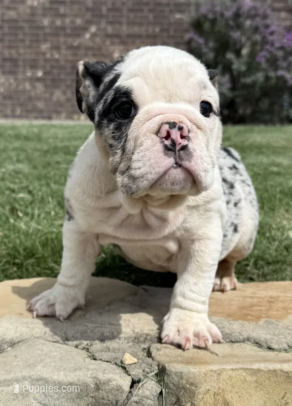 Sophie – English Bulldog puppy for sale in Fort Worth, TX