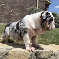 Sophie, a female English Bulldog for sale in Fort Worth, TX – 7 of 8