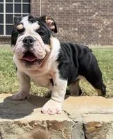 GIGi, a female English Bulldog for sale in Fort Worth, TX – 7 of 8