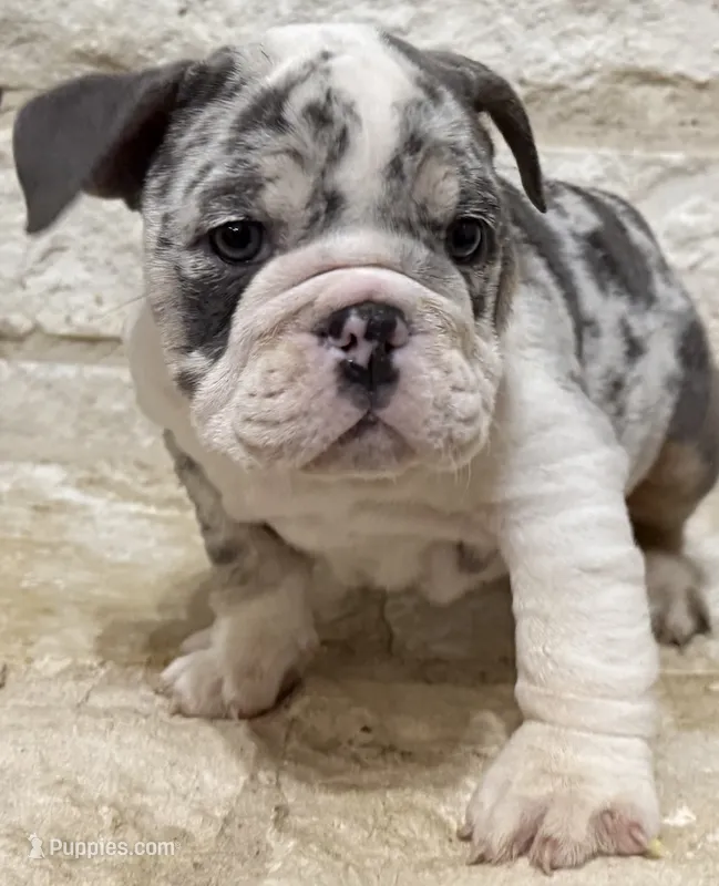 Chloe  – English Bulldog puppy for sale in Fort Worth, TX