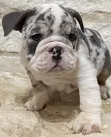 Chloe , a female English Bulldog for sale in Fort Worth, TX – 1 of 10