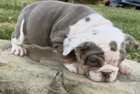 Sweetie , a female English Bulldog for sale in Fort Worth, TX – 10 of 10