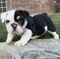 Marley, a male English Bulldog for sale in Fort Worth, TX – 7 of 9