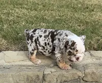 Trixx, a female English Bulldog for sale in Fort Worth, TX – 10 of 10
