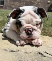 Sophie, a female English Bulldog for sale in Fort Worth, TX – 4 of 8