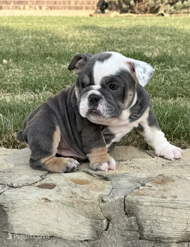 Muffin “Blu Berry “ – English Bulldog puppy for sale in Fort Worth, TX