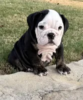 Panda, a male English Bulldog for sale in Fort Worth, TX – 7 of 10