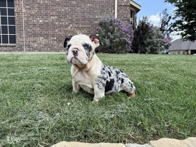 Yoshie  – English Bulldog puppy for sale in Fort Worth, TX