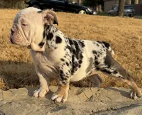 CupCake, a female English Bulldog for sale in Fort Worth, TX – 5 of 5